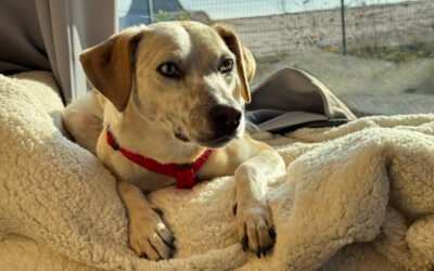 Misa | Mischlings-Rüde | 2 Jahre