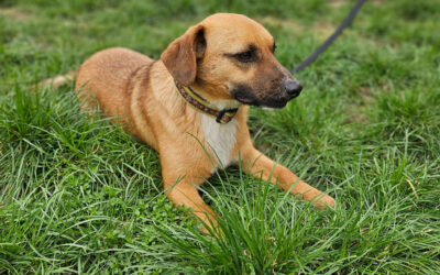 Kisbarna | Mischlings-Hündin | 1 Jahr